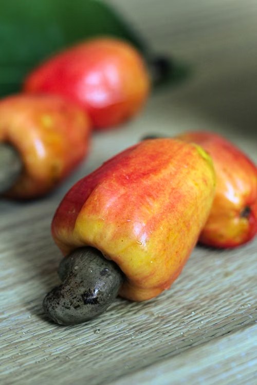 Cashew apple and attached nut