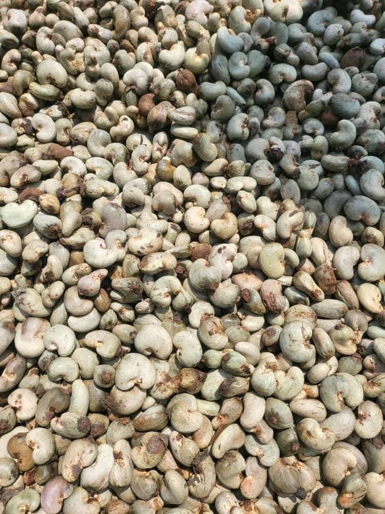 Nigerian raw cashew nuts for bulk export