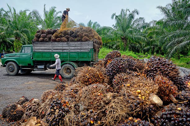 Palm fruit bunches in the Nigerian palm oil supply chain