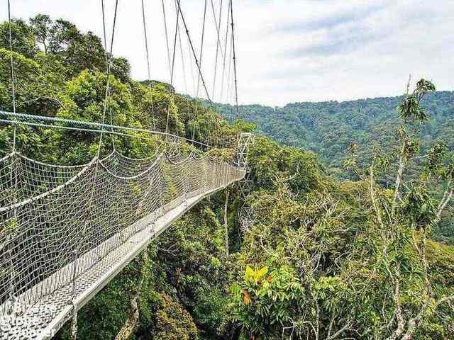 Nyungwe canopy walkway, Rwanda