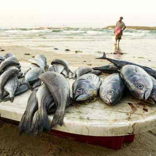 Fresh fish in Dakar, Senegal