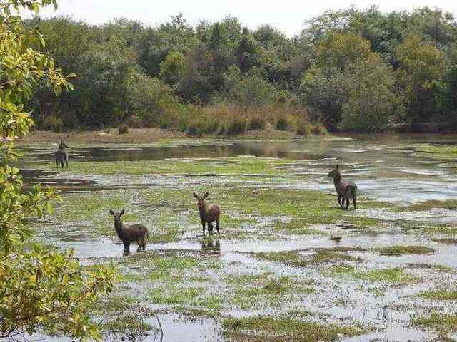 Wildlife in Yankari, Bauchi State