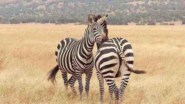 Wildlife in Akagera